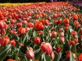 0929-1610 Floriade (1040989)